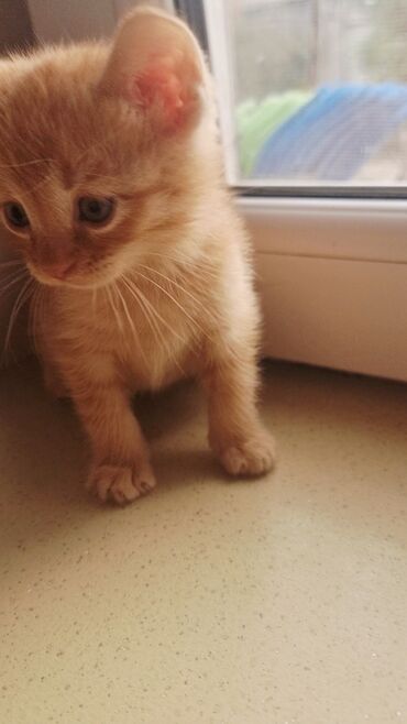 Pişiklər: Şotland, Erkək, Ünvandan götürmə, Ödənişli çatdırılma -da lalafo.az — 14 Pişiklər: Şotland, Erkək, Ünvandan götürmə, Ödənişli çatdırılma — 14