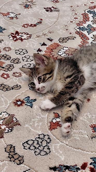 Pişiklər: Erkək, Ünvandan götürmə — 4