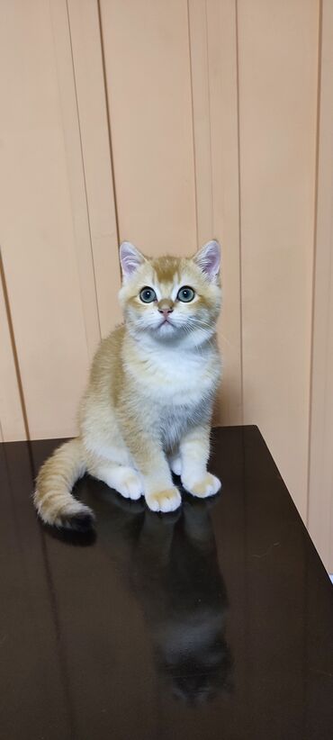 котёнок ош: Продаю котёнока породы британская золотая шиншилла, мальчик д.р
