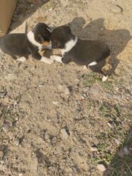 İtlər: 1 ay, Dişi, Ünvandan götürmə — 4