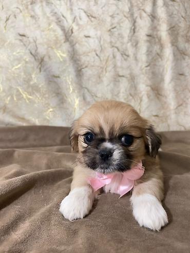 pişik sarı: Pekines, 1 ay, Dişi — 2