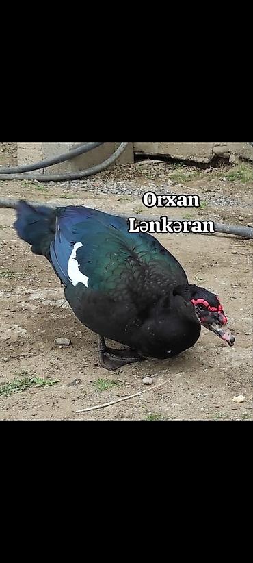 ördək balası və cücə: Salam, Təmiz Cins Amerikan sortu lal ördək balalarının və yumurta — 9