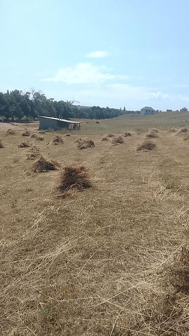 пони животные: Сено луговое в копнах - Натуральное луговое сено первого укоса — 2