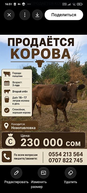 дойки 366: Продаю | Корова (самка) | Голштин | Для молока | После отела — 1