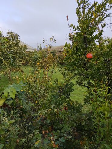 Ağaclar: Məhsul: Meyvə ağacları ilə yaşıllıq sahəsi (həyətyanı bağ)Günəşli — 5