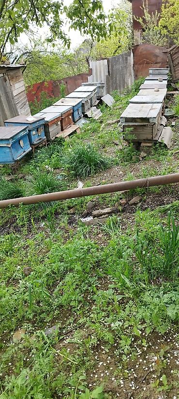 mal bazarı: Arıçılıq üçün pətək və inventar dəsti 13 yeşik arıdı maraqlanmaq — 1