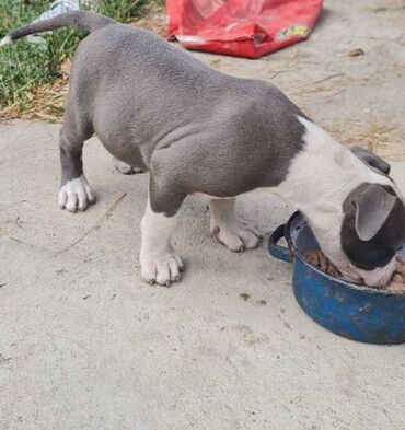 Psi: Američki Stafordski terijer, plavi štenci Na prodaju dva muška šteneta — 10