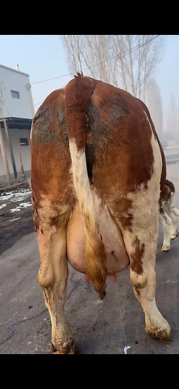 Inəklər, öküzlər: Simental tipli sağmal inək buzağı ilə birlikdə. Xüsusiyyətlər: - — 9