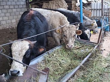 Продам с/х животных: Продаю | Бык (самец) | Полукровка, Ангус, Алатауская | На откорм, Для разведения | Искусственник — 9
