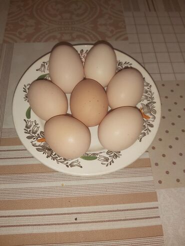 гнёзда для кур: Продаются домашние яйца.Корм натуральный -пшеница,кукуруза,овощи. Цена