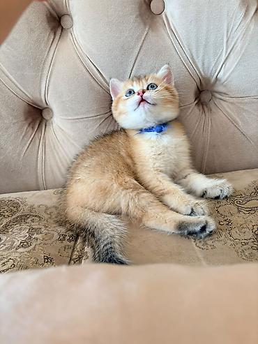 jersey cinsi: Zərif narıncı-ağ rəngli, qısa tüklü balaca pişik balası. Yumşaq, sıx — 2