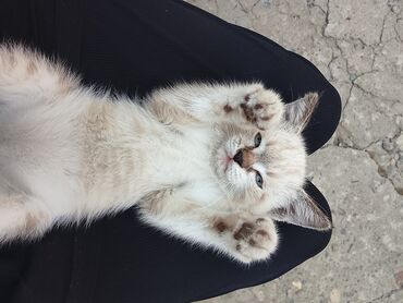 сколько стоит сиамская кошка в сомах: 2 месяца, Девочка, Биколор, Проглистована, Приучена к лотку