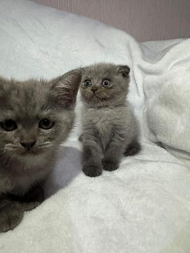 Pişiklər: Britan — 11