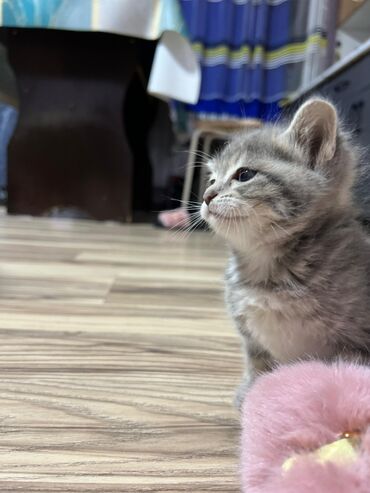 дом для кош: Очаровательные котята серого окраса (табби) с выразительными глазами и
