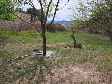Torpaq sahələrinin satışı: 24 sot, Kənd təsərrüfatı -da lalafo.az — 9 Torpaq sahələrinin satışı: 24 sot, Kənd təsərrüfatı — 9