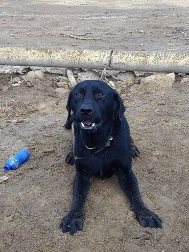 Labrador-retriver, 9 ay, Erkek
