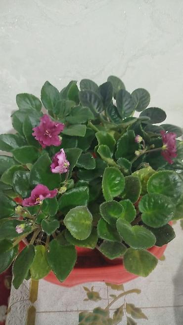 Диффенбахии: Диффенбахия и денежное дерево (толстянка) в горшках Что предлагается — 30