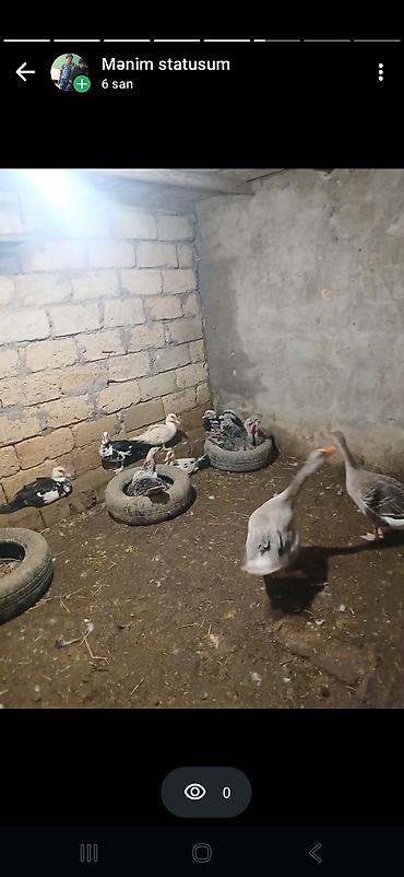 ucuz toyuq satisi: Salam öz qapımın 6 7 aylığ sağlam hinduşkalarıdır maşallah olsun — 5