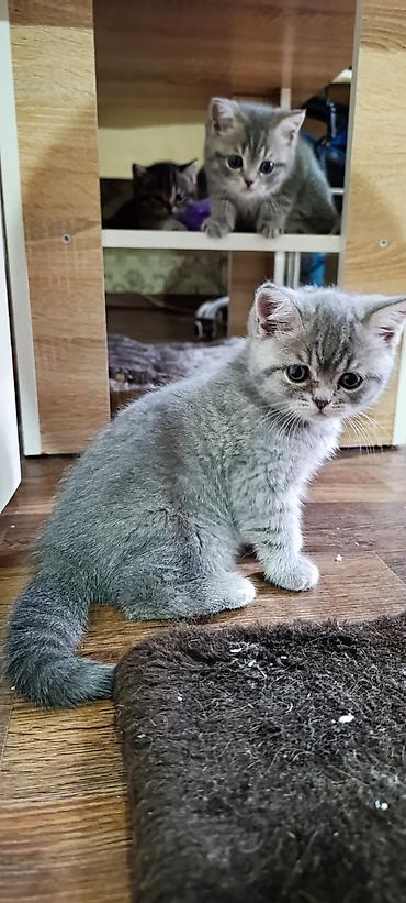 котята шотландцы: Котята от домашней пары: - Папа: Британский крупный вислоухий кот — 6
