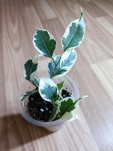 Фикусы: Фикусы Бенджамина разных сортов. Укоренённые черенки в стаканчиках с — 9