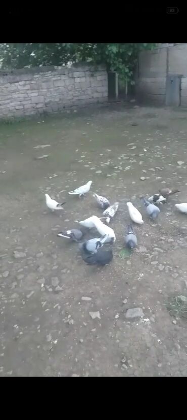 шпиц цена в баку: Quşlar Tovuz rayonundadi lazım olsa Bakıya da gətirə bilərəm.30 ədəd