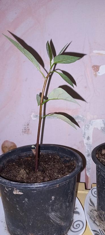 avokado: Məhsul: Avokado fidanları (qablarda) — 2