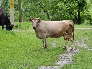 продажа быков: Продаю | Корова (самка) | Алатауская | Для молока