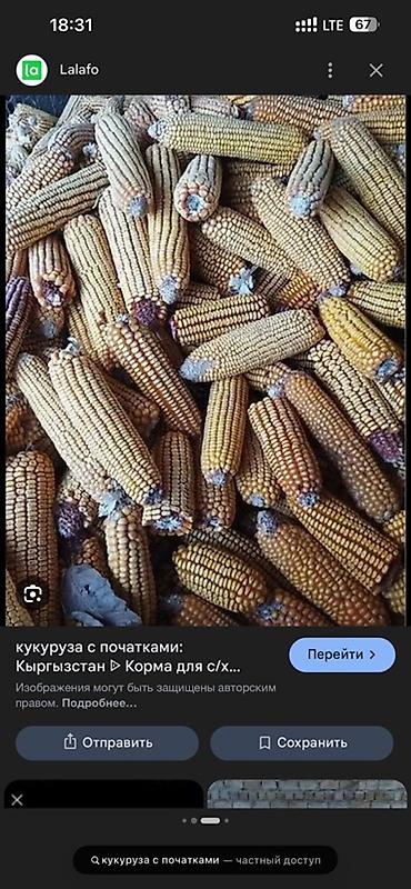 ящик пластиковый: Продаю Кукурузу в початках цена договрная 12.5сом Адресс — 1