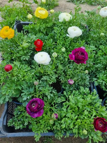 Otaq bitkiləri: 1Gullerin satişi unvanniza odenişli çatrlmada var karistan karpiz — 6