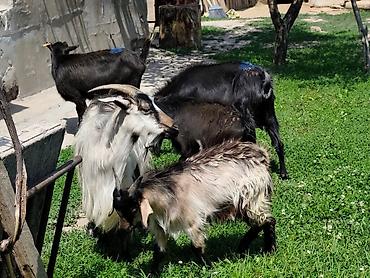 Козы, козлы: Продаю | Коза (самка), Козёл (самец), Козлёнок — 9