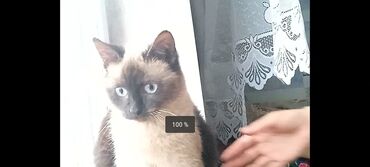 телята продажа: Thai breed, 8 months cat, Boy cat, Chocolate cat color, Litter trained cat, Dewormed cat, With vaccinations cat