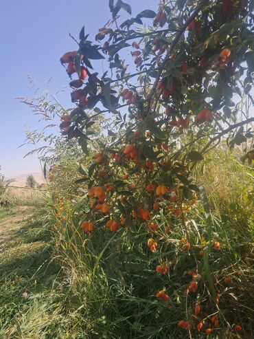 кумыс с медом бишкек: Барбарис съедобный (ягоды на ветках) - Кустарник с обильным