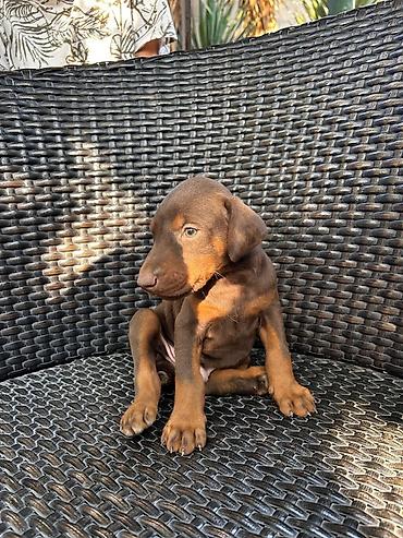 qusar heyvan satisi: Doberman, 2 ay, Erkək — 4