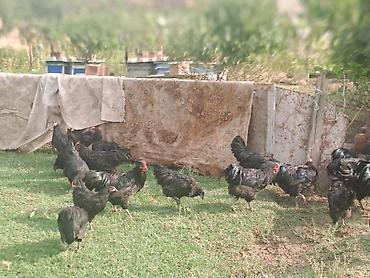 damazlıq heyvanların satışı: Avstrolop toyuqları satılır.Fərələr yeni yumurtaya düşüb — 4