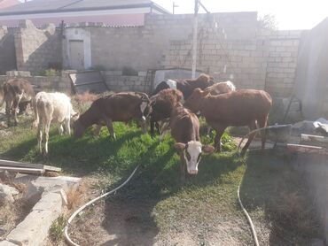 сколько стоит собака бу: Ərkək dişi danalar 7 dənə 1000 manatdan 1200 manata kimi