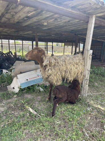 bala ördək: Ana bala qoyunlar 370 manat qoyunlar yaşlıdır