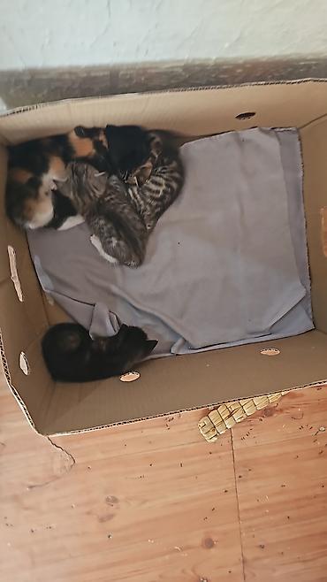 Мышыктар: Котята из одного помёта. - Окрас: полосатые (тигровые), трёхцветные ( — 1
