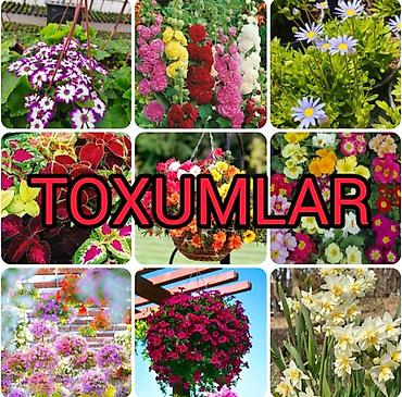 güllərin topdan satışı: Gül Toxumların Satışı 🌸 Catırılma mövcüdür 🚚 Bölgələrə catırılır 📦 20 — 2