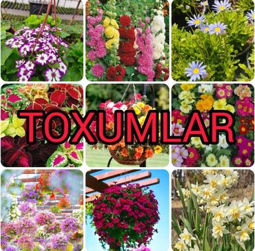 ağaç satış: Gül Toxumların Satışı 🌸 Catırılma mövcüdür 🚚 Bölgələrə catırılır 📦 20