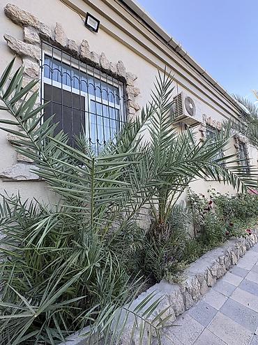 palma agaci satilir: Evin dibin bitdiyi üçün təcili satılır ciddi alıcıya endirimdə — 5