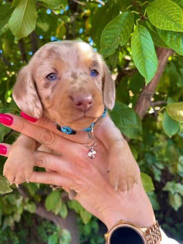 Psi: Odgajivacnica pasa "Happy Puppies" ima u ponudi patuljaste jazavicare — 1