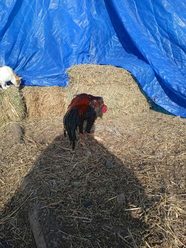 Xoruzlar: Satılır tecılı pul lazımdır deyə anacaq mamiz vurur xoruz 8ayligdi — 3