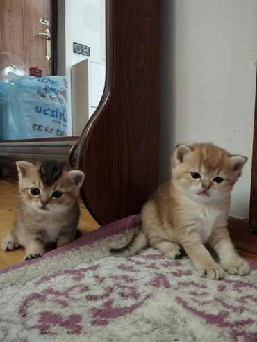Qızıl şinşilla, Erkək, Yaxşı əllərə
