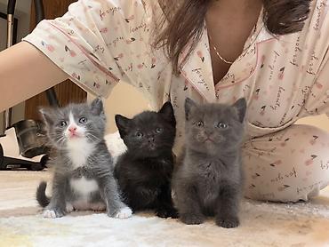 хомяк цена бишкек: Котята домашние, окрас: серый (два), черный (несколько), серо-белый — 1