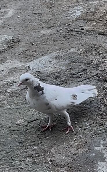 heyvanlara verilen adlar: Cins: Bəzək/şəhər göyərçini Rəng: Ağ fon üzərində qəhvəyi ləkələr