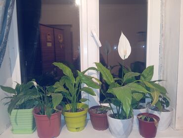 комнатные растение: Баары 1000сом