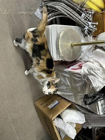 Отдам даром кошку: Кошка даром: Беспородная, Девочка, Приучена к лотку — 5