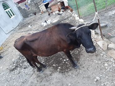 sudluk inekler v Azərbaycan | İnəklər, camışlar: Salam eleykum iney satilir tam sağlam sakit maldi vurmağ zadi yoxdu