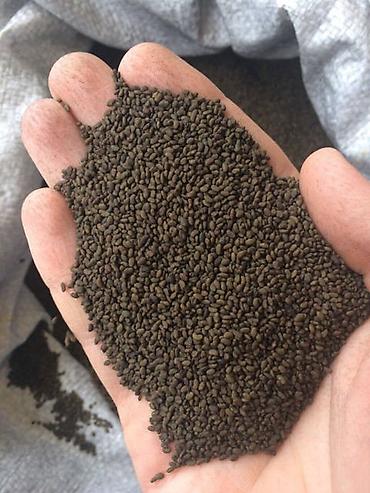 Другие зерновые культуры: Беде урук 100% Кыргызстан местный урук 7-8 жылдык (Кытай эмес — 4