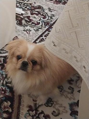 balaca it satisi: Pekines, 1 il, Erkək, Cütləşmə üçün, Pulsuz çatdırılma — 4